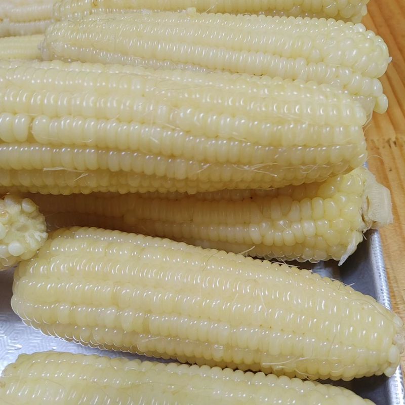 약초를사랑한짱아줌마님의 장터 판매 상품 [박사찰 옥수수 30개] 첨부 사진