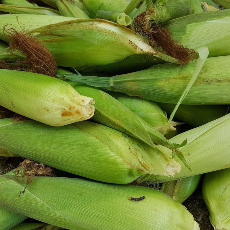 약초를사랑한짱아줌마님의 장터 판매 상품 [박사찰 옥수수 30개] 첨부 사진