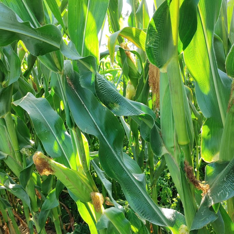 약초를사랑한짱아줌마님의 장터 판매 상품 [박사찰 옥수수 30개] 첨부 사진