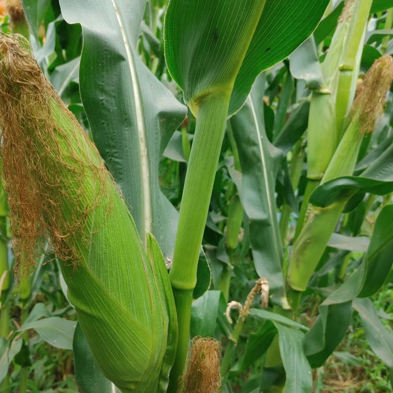 약초를사랑한짱아줌마님의 장터 판매 상품 [박사찰 옥수수 30개] 첨부 사진