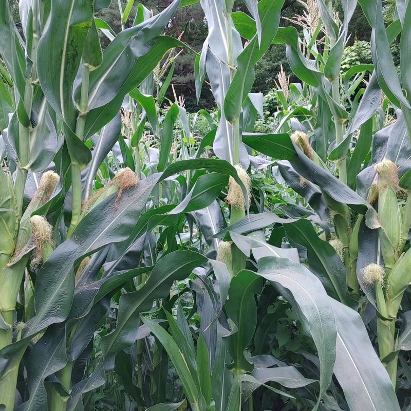 약초를사랑한짱아줌마님의 장터 판매 상품 [박사찰 옥수수 30개] 첨부 사진