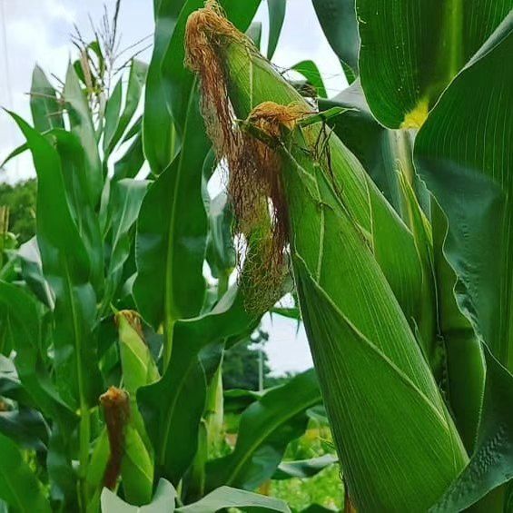 약초를사랑한짱아줌마님의 장터 판매 상품 [박사찰 옥수수 30개] 첨부 사진