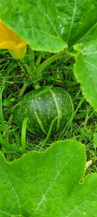 달방구님의 호박 · 자유게시판 작성글 사진