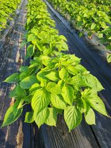 팜모닝 들깨·병해충상담 게시글 이미지