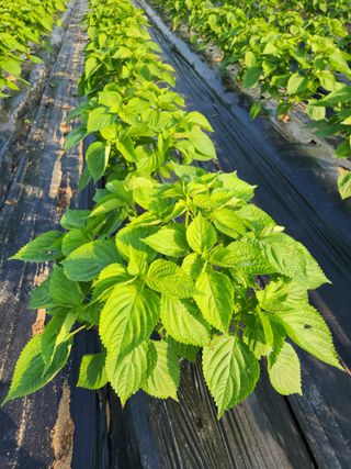 임경택님의 들깨 · 병해충상담 작성글 사진