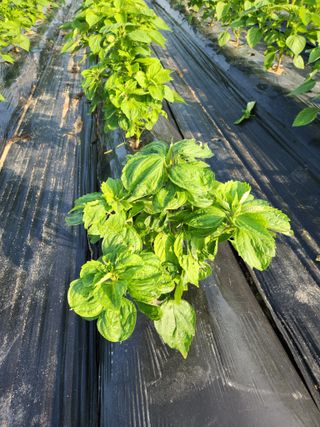 임경택님의 들깨 · 병해충상담 작성글 사진