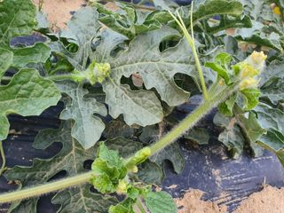 조규태님의 기타작물 · 병해충상담 작성글 사진