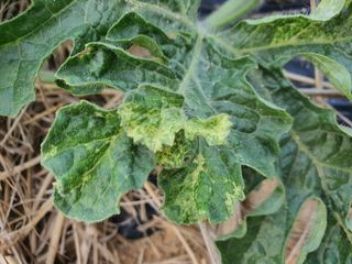 조규태님의 기타작물 · 병해충상담 작성글 사진