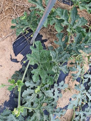 조규태님의 기타작물 · 병해충상담 작성글 사진