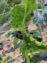 팜모닝 기타작물·병해충상담 게시글 이미지