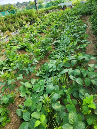  청계유정란 박진균님의 콩 · 자유게시판 작성글 사진