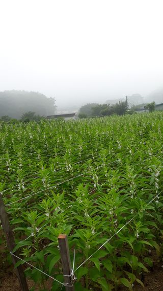 김윤희님의 참깨 · 자유게시판 작성글 사진