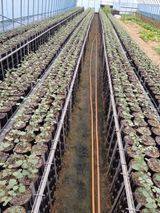 팜모닝 기타작물·자유게시판 게시글 이미지