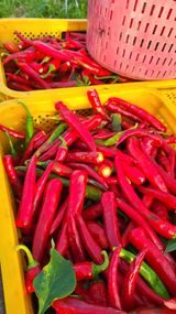 팜모닝 고추·수확 게시글 이미지