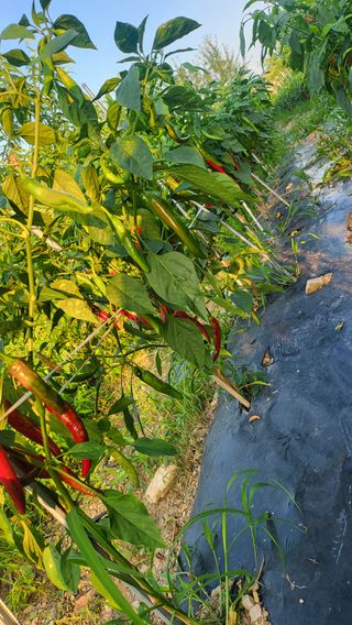 방촌대장님의 고추 · 수확 작성글 사진