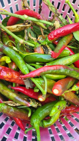 방촌대장님의 고추 · 수확 작성글 사진