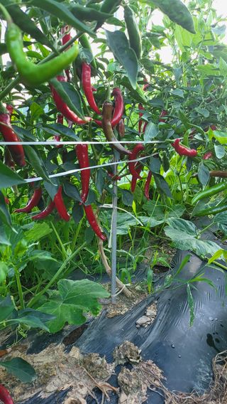 방촌대장님의 고추 · 수확 작성글 사진