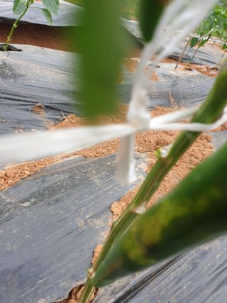 초록농장님의 고추 · 병해충상담 작성글 사진