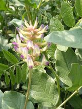 팜모닝 기타작물·자유게시판 게시글 이미지