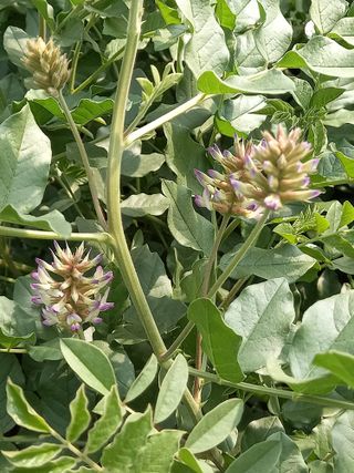 알 수 없음님의 기타작물 · 자유게시판 작성글 사진