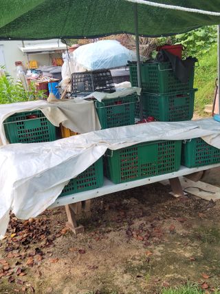 김종옥님의 고추 · 일상 작성글 사진