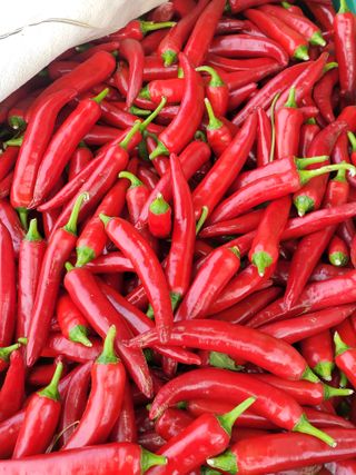 김종옥님의 고추 · 일상 작성글 사진