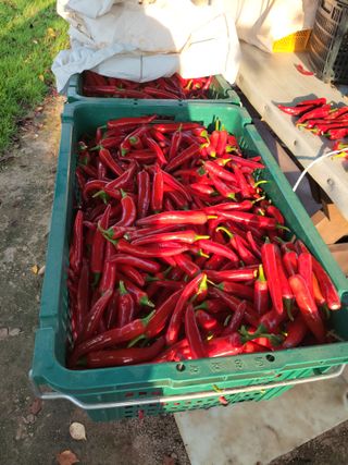 김종옥님의 고추 · 일상 작성글 사진