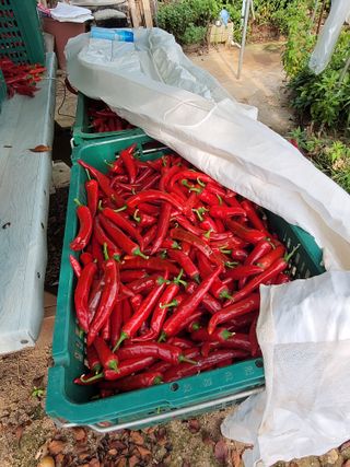 김종옥님의 고추 · 일상 작성글 사진