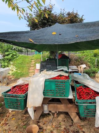 김종옥님의 고추 · 일상 작성글 사진
