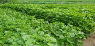 권오영님의 참깨 · 자유게시판 작성글 사진