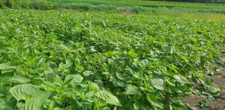 권오영님의 참깨 · 자유게시판 작성글 사진