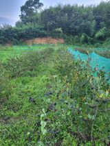 팜모닝 기타작물·자유게시판 게시글 이미지