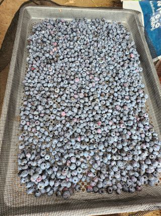 설악20446님의 블루베리 · 자유게시판 작성글 사진