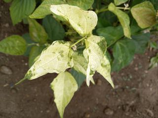 농사정보배우고싶어요님의 콩 · 병해충상담 작성글 사진