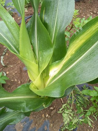 농사정보배우고싶어요님의 콩 · 병해충상담 작성글 사진