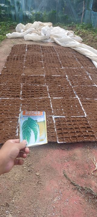 노고산농부님의 배추 · 일상 작성글 사진