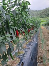 팜모닝 고추·수확 게시글 이미지