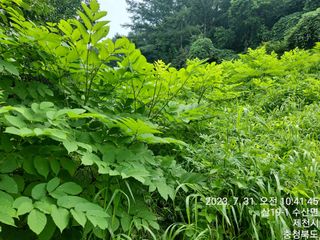 안계천님의 두릅 · 비료•농약 작성글 사진