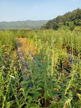 팜모닝 참깨·영농일지 게시글 이미지