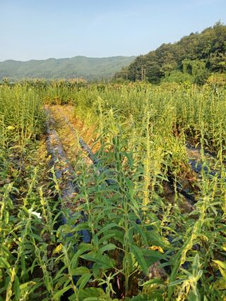 여규엽님의 참깨 · 영농일지 작성글 사진