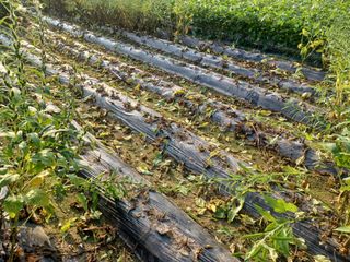 여규엽님의 참깨 · 영농일지 작성글 사진