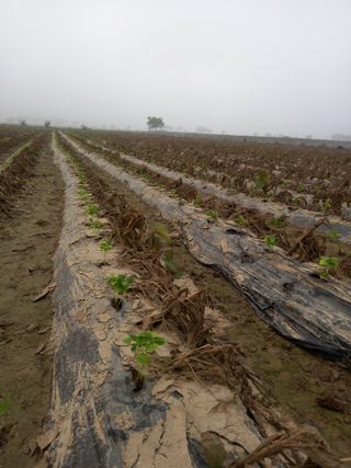 이영수님의 콩 · 자유게시판 작성글 사진
