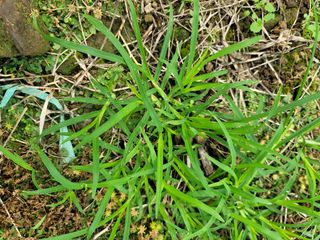 귤낭님의 기타작물 · 병해충상담 작성글 사진