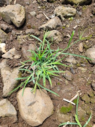 귤낭님의 기타작물 · 병해충상담 작성글 사진