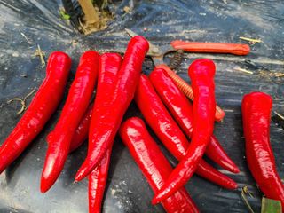 노고단님의 고추 · 수확 작성글 사진