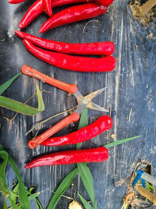 노고단님의 고추 · 수확 작성글 사진