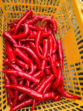 노고단님의 고추 · 수확 작성글 사진