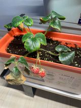 팜모닝 딸기·병해충상담 게시글 이미지