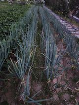 팜모닝 파·영농일지 게시글 이미지