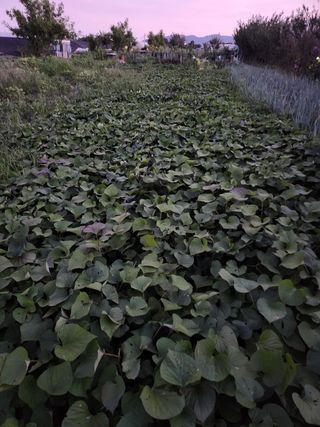 박정하님의 파 · 영농일지 작성글 사진